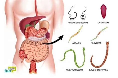 Parasitic Worms Images