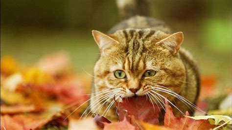 Cat autumn leaves wallpaper | 1920x1080 | #12134