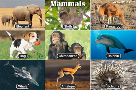 List Of Mammals With Pictures & Facts: Examples Of Mammal Species