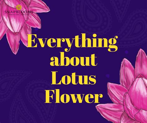 Lotus Flower: Origin, Meaning, and Symbolism - SnapBlooms Blogs