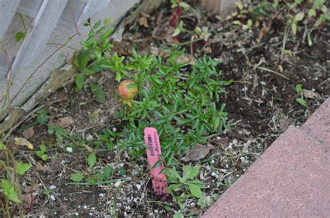 Dwarf pomegranate--first fruit!