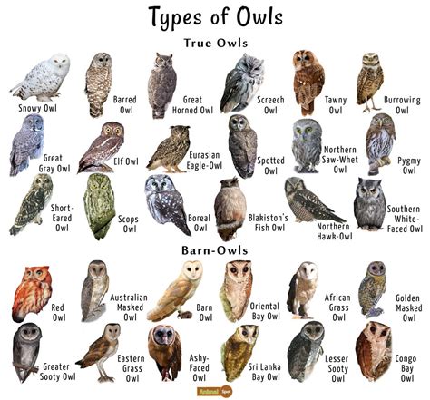 Owl Facts, Types, Classification, Habitat, Diet, Adaptations