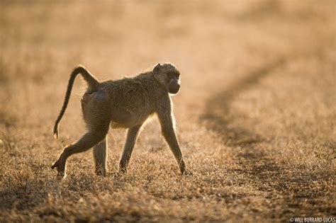 Yellow Baboon | Will Burrard-Lucas