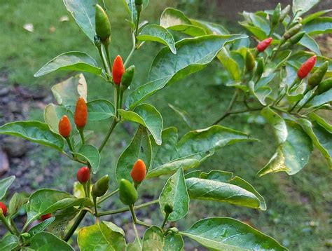 Capsicum Wikipedia - Angel Vegetable