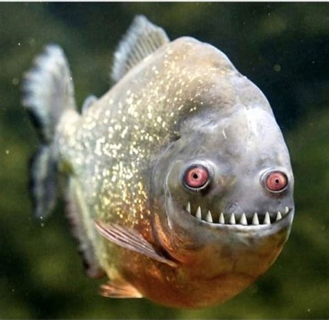 Create meme "Piatnicka (the piranha fish photo, piranhas , piranha with ...