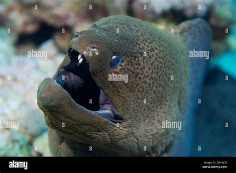 Moray eel teeth hi-res stock photography and images - Alamy