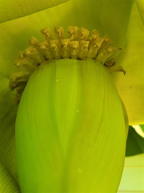 Musa basjoo flower in Ontario Canada. : r/gardening