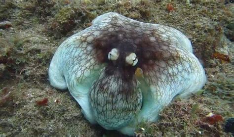 VIDEO: Mind Blowing Octopus Camouflage