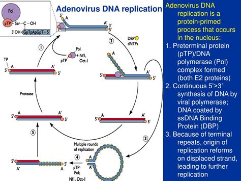 PPT - Adenoviruses PowerPoint Presentation, free download - ID:735311