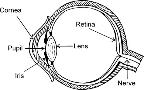 IdiPAZ researchers work with MIT on 3D printed cornea replacements ...