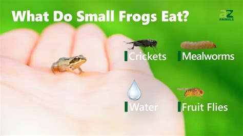 What Do Small Frogs Eat? Their Food Choices Explained. - IMP WORLD