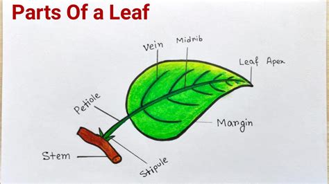 Parts of a Leaf With Their Structure and Functions