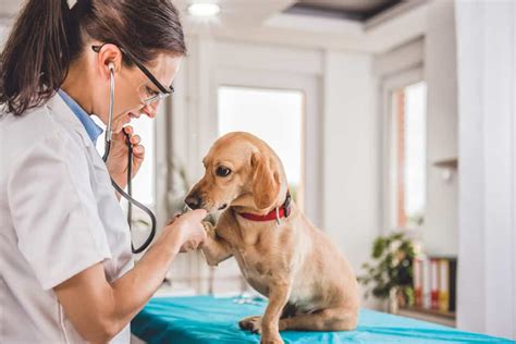 8 ways to save money on veterinary care - Living On The Cheap