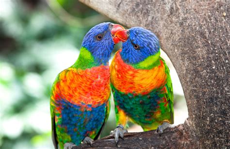 Do Birds Kiss? (And What It Means) - Pets Gal