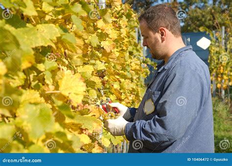 Harvesting grape stock photo. Image of harvest, fruit - 10406472