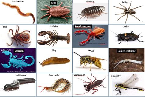 Solved PART 1 – Classification of arthropods | Chegg.com