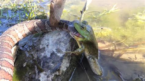 Snake eating a Frog as the Frog eats the Snake - YouTube