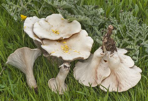 Pleurotus eryngii var. elaeoselini - Sociedad Micológica Barakaldo