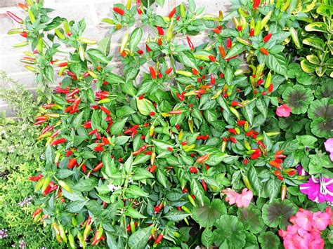 Chilli plants outside — BBC Gardeners' World Magazine