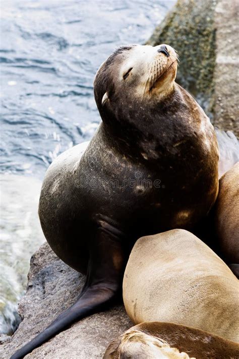 Sea Lion Sleeping on Rocks Monterey Bay California Stock Photo - Image ...