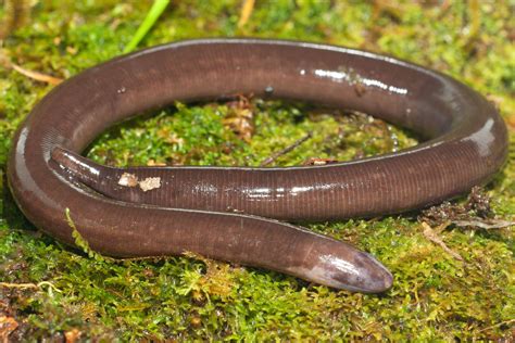 Caecilians, the Snake-Like Amphibians