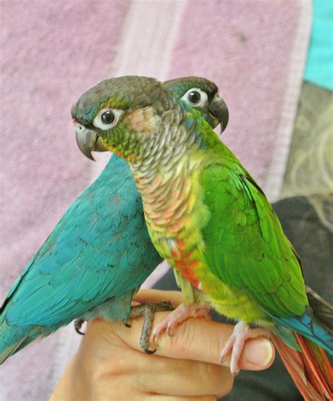 Conures are the most wonderful little parrots. One is Turquoise and the ...