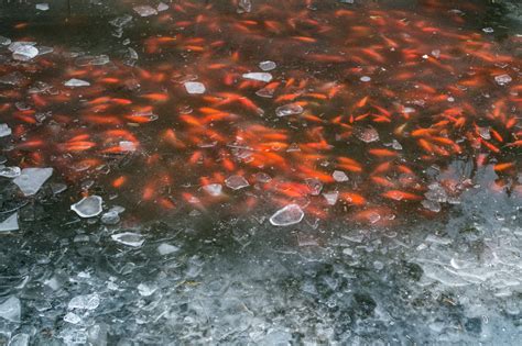 The Best Guide to Safe Your Koi Pond In Winter – Living Water Aeration