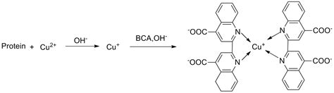 High Affinity and Specificity BCA Protein Colorimetric Assay Kit E-BC ...