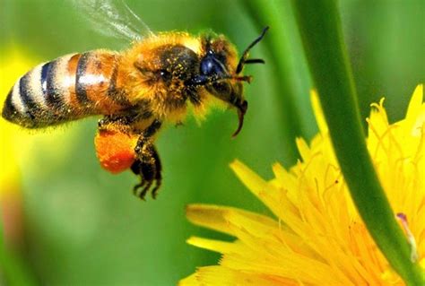 Les abeilles, des ouvrières jetables ? - UP' Magazine