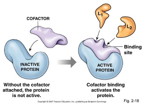 Cofactors - Notes for Pakistan