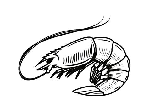 Shrimp Clipart Black And White | Free download on ClipArtMag