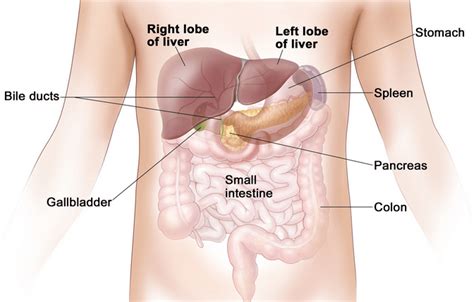 Where is Your liver located and Liver Pain Causes (2022)