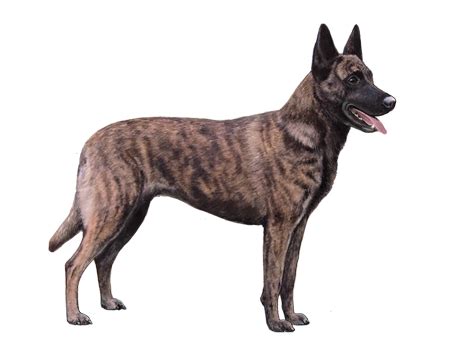 Dutch Shepherd Dog Facts - Wisdom Panel™ Dog Breeds