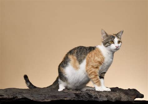 12 Rare Cat Breeds You Probably Didn't Know About