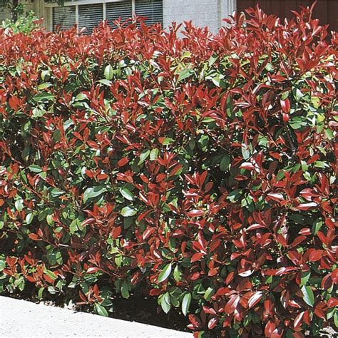 8-Gallon White Fraser's Photinia Screening Shrub in Pot (L11315) at ...