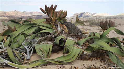 Over 1,000 years old, drought resistant and unique - miracle plants in ...