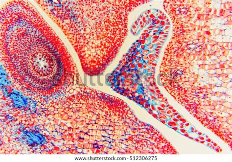 Microcosm Flower Ovary Ovule Microscopic Micrograph Stock Photo ...