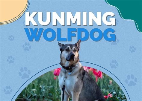 Kunming Wolfdog (Chinese Wolf Dog): Pictures, Care Guide, Temperament ...