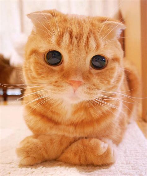 Is This The Cutest Cat In The World? Or Maybe One Of These 38 Cute Cats ...