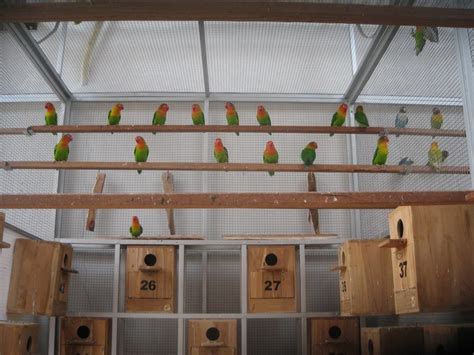 The Best Size Cage for a Lovebird ~ Love Bird Breeding