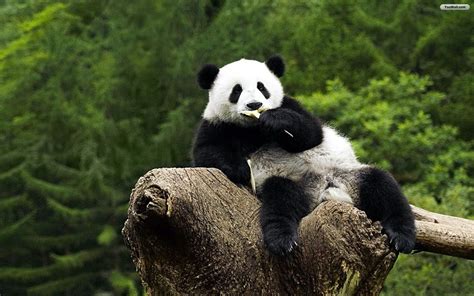 Panda Bear Hd Wallpapers For Laptop - Wallpaperzall | Panda bears ...