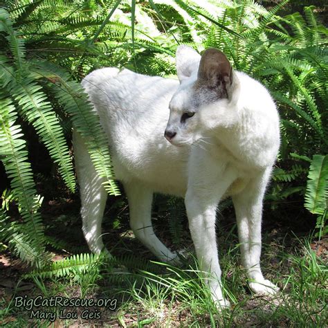 Pharaoh White Serval is waiting for the treat cart! He is ready for a ...