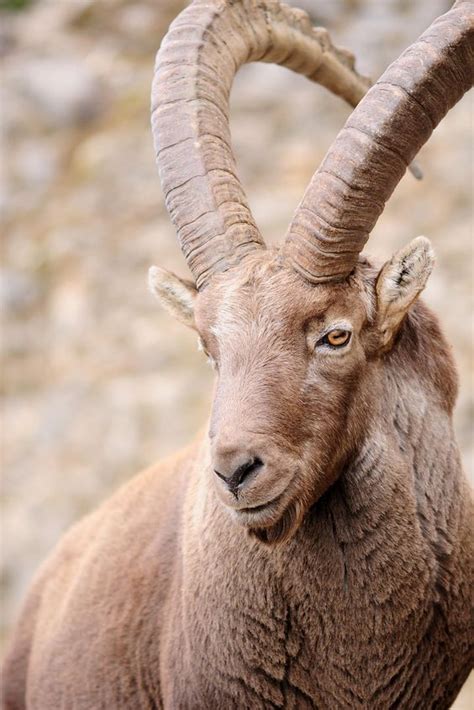 Alpine ibex || Capra ibex Information and Pictures - Pets Planet