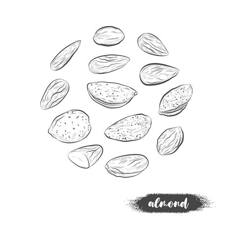 Almond nuts vector sketch. 5375973 Vector Art at Vecteezy