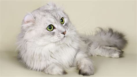 Best Small Cat Breeds That Whole Family Love to Adopt | Pets Nurturing