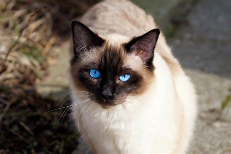 Do All Siamese Cats Have Blue Eyes? Breed Genetics Explained | Hepper