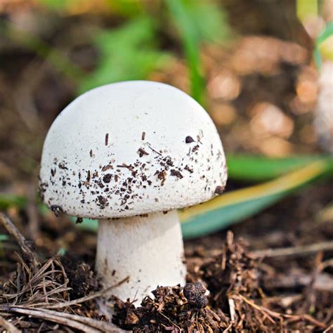 Button mushroom, white - Agaricus bisporusl - Pure culture for organic ...