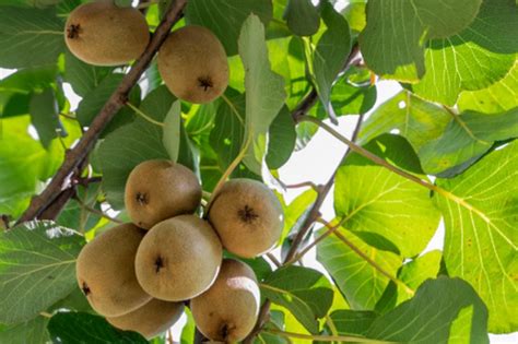 Kiwifruit: Plant Care & Growing Guide