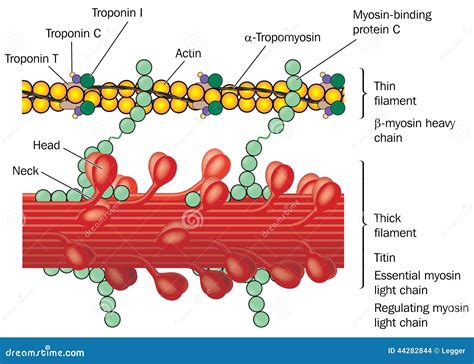 Troponin Complex Stock Illustrations – 19 Troponin Complex Stock ...