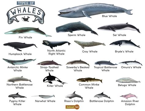 Types of Whales: A Closer Look at These Majestic Creatures - IILSS ...